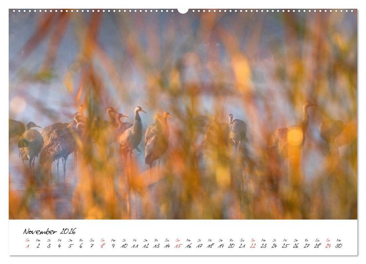 Produktbild: Kraniche am Schlafplatz - im Naturparadies der Mecklenburgischen Seenplatte (Wandkalender 2026 DIN A2 quer), CALVENDO Monatskalender