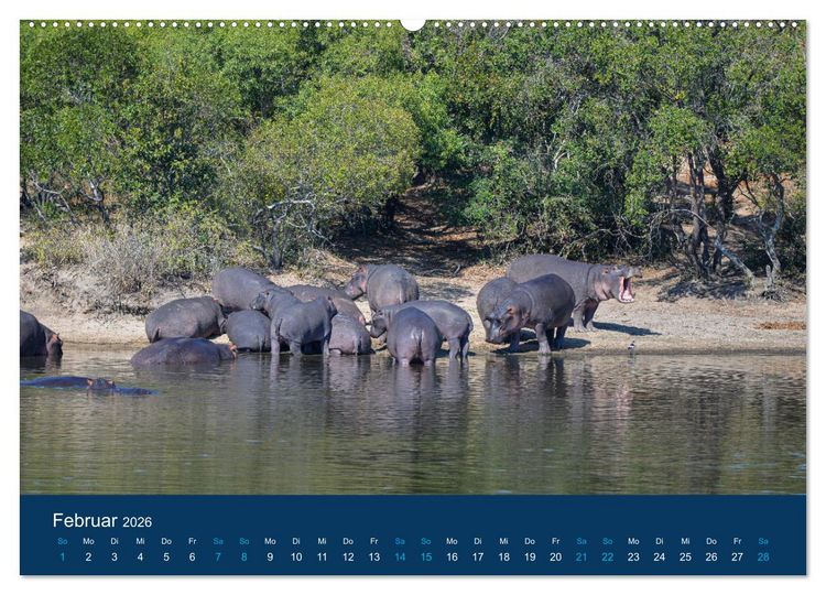 Produktbild: Nilpferde, Kolosse in Afrika (Wandkalender 2026 DIN A2 quer), CALVENDO Monatskalender
