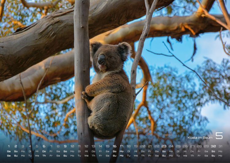 Produktbild: Australien - das Land der K&auml;ngurus - 2027 - Kalender DIN A3