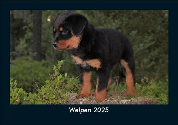 Produktbild: Welpen 2025 Fotokalender DIN A5
