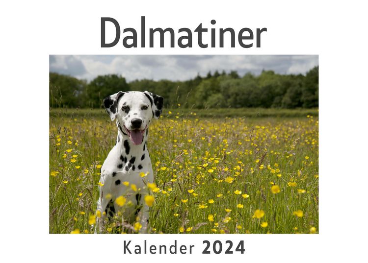 Produktbild: Dalmatiner (Wandkalender 2024, Kalender DIN A4 quer, Monatskalender im Querformat mit Kalendarium, Das perfekte Geschenk)