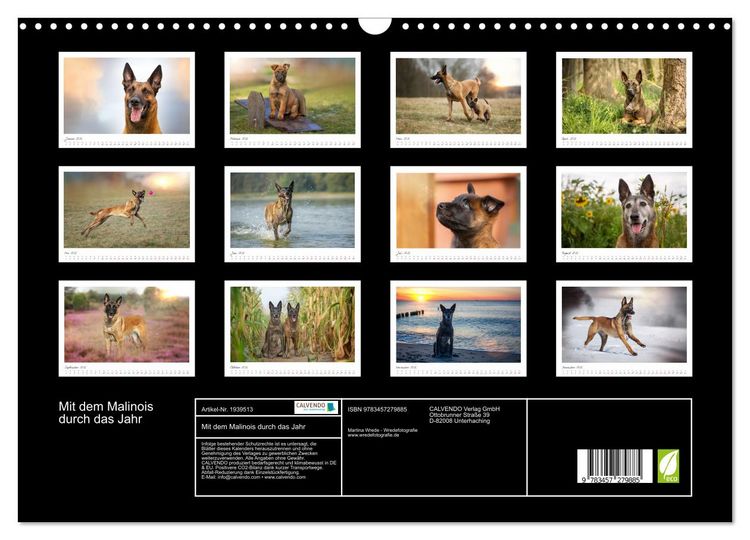 Produktbild: Mit dem Malinois durch das Jahr (Wandkalender 2026 DIN A3 quer), CALVENDO Monatskalender