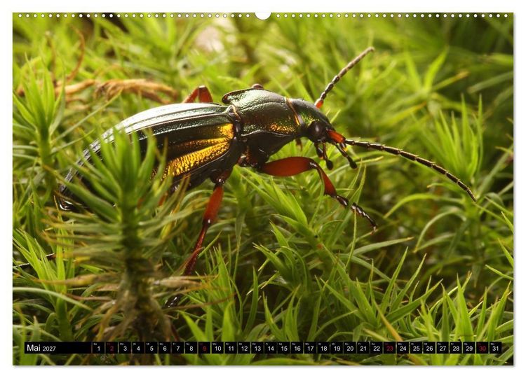 Produktbild: LAUFK&Auml;FER - CARABIDAE (hochwertiger Premium Wandkalender 2027 DIN A2 quer), Kunstdruck in Hochglanz