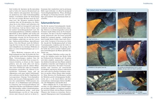 Produktbild: Feuersalamander