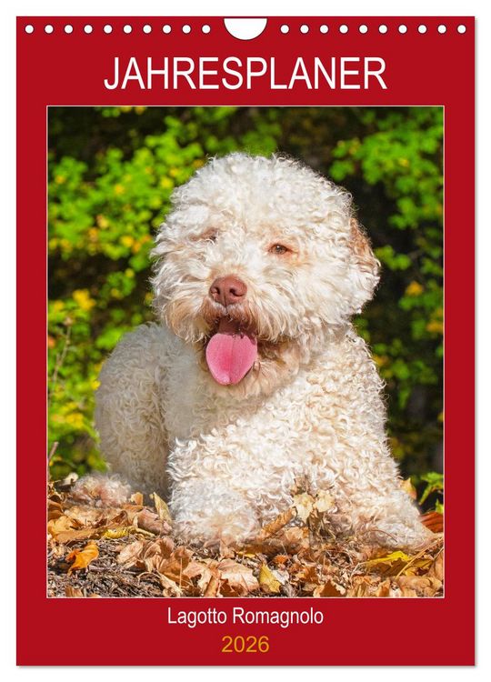 Produktbild: Jahresplaner Lagotto Romagnolo (Wandkalender 2026 DIN A4 hoch), CALVENDO Monatskalender