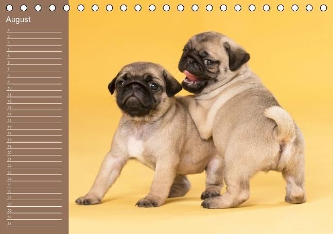 Produktbild: Ein Mops f&uuml;rs Herz (Tischkalender immerw&auml;hrend DIN A5 quer)