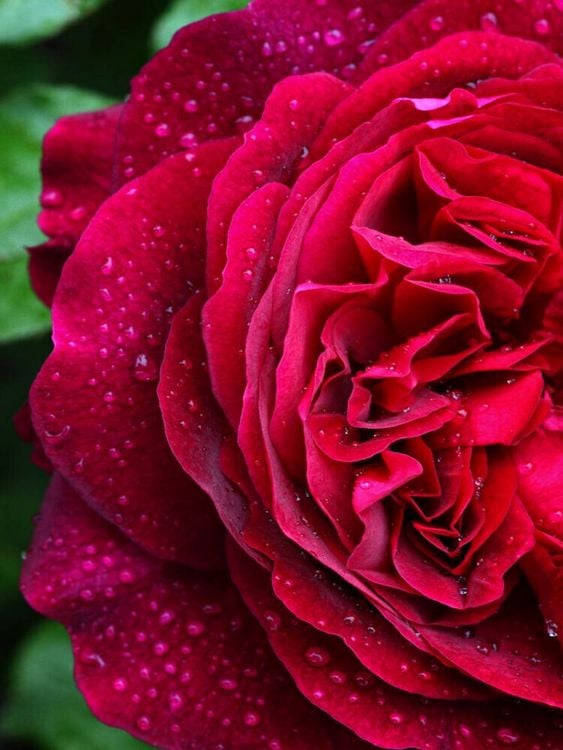 Produktbild: CALVENDO Puzzle Dunkelrote Rose im Regen | 1000 Teile Lege-Gr&ouml;&szlig;e 64x48cm Foto-Puzzle f&uuml;r gl&uuml;ckliche Stunden