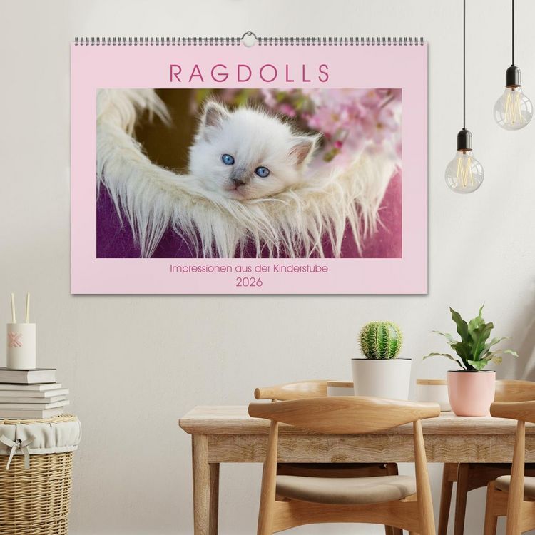 Produktbild: RAGDOLLS Impressionen aus der Kinderstube (Wandkalender 2026 DIN A2 quer), CALVENDO Monatskalender
