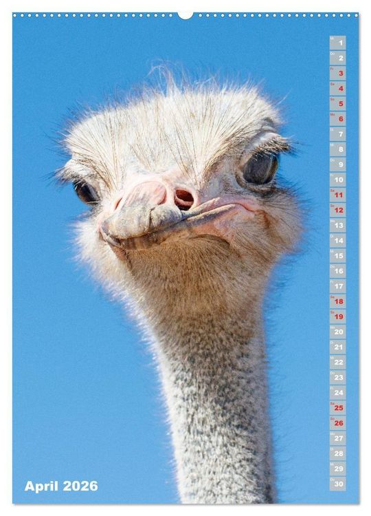 Produktbild: Safari hautnah - S&uuml;dliches und &ouml;stliches Afrika (Wandkalender 2026 DIN A2 hoch), CALVENDO Monatskalender