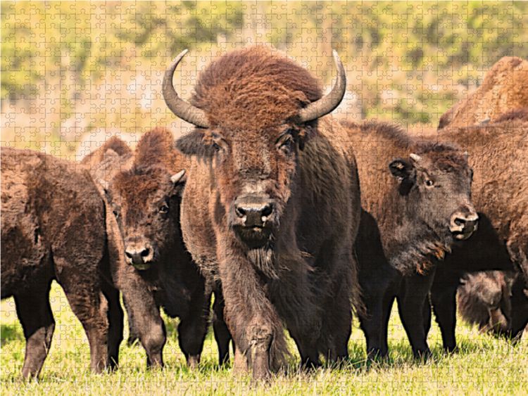 Produktbild: CALVENDO Puzzle Bisons in Manitoba 1000 Teile Lege-Gr&ouml;&szlig;e 64 x 48 cm Foto-Puzzle Bild von Marianne Drews