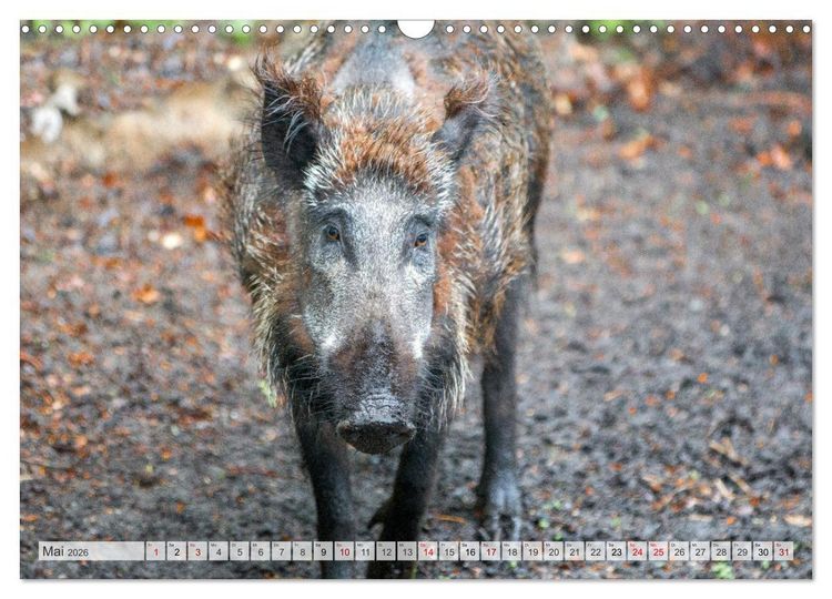 Produktbild: Wildschweine - Im Schatten des Waldes (Wandkalender 2026 DIN A3 quer), CALVENDO Monatskalender
