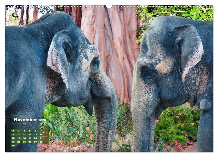 Produktbild: Gentle giants in the jungle (Wall Calendar 2026 DIN A2 landscape), CALVENDO 12 Month Wall Calendar