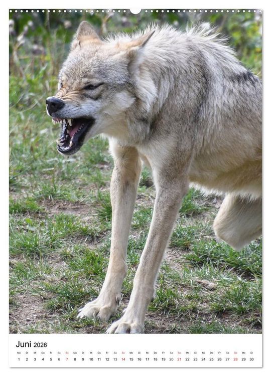 Produktbild: Wolf-Gesichter (Wandkalender 2026 DIN A2 hoch), CALVENDO Monatskalender
