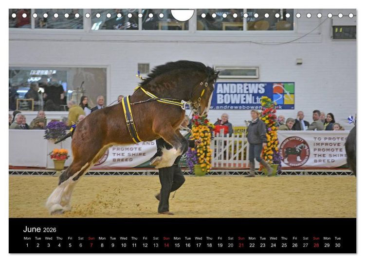 Produktbild: BIG BOLD AND BEAUTIFUL (Wall Calendar 2026 DIN A4 landscape), CALVENDO 12 Month Wall Calendar