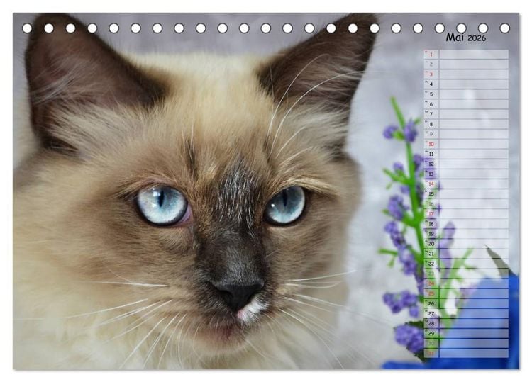 Produktbild: Katzen im Portr&auml;t / Geburtstagskalender (Tischkalender 2026 DIN A5 quer), CALVENDO Monatskalender