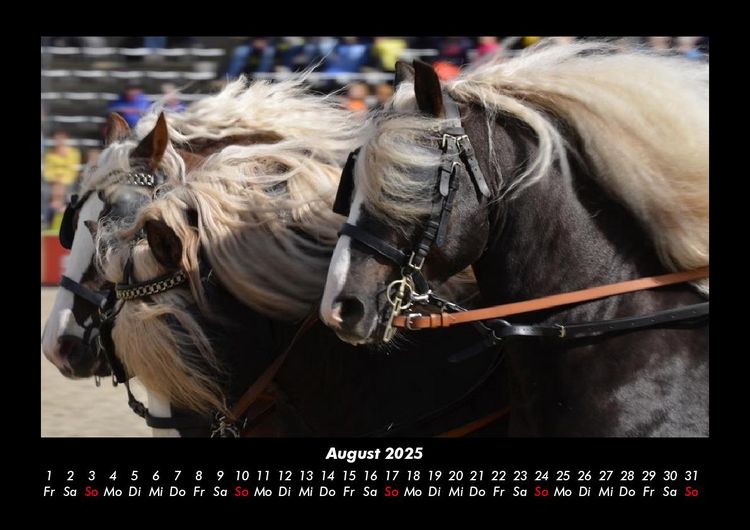 Produktbild: Die Welt der Pferde 2025 Fotokalender DIN A3