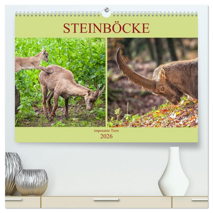 Produktbild: Steinb&ouml;cke - imposante Tiere (hochwertiger Premium Wandkalender 2026 DIN A2 quer), Kunstdruck in Hochglanz