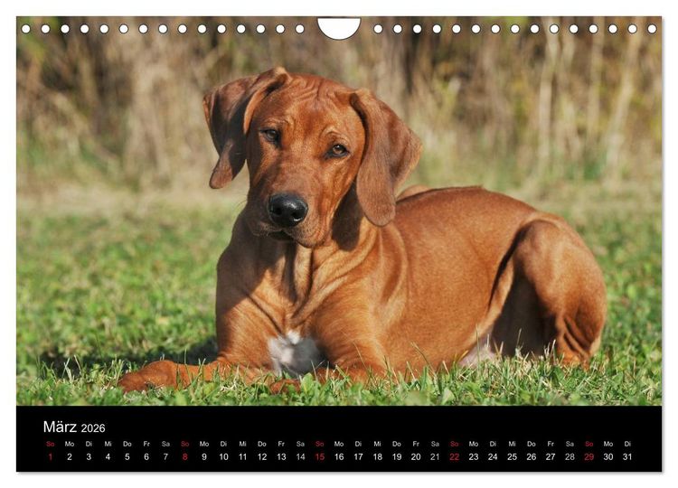 Produktbild: Rhodesian Ridgeback 2026 (Wandkalender 2026 DIN A4 quer), CALVENDO Monatskalender