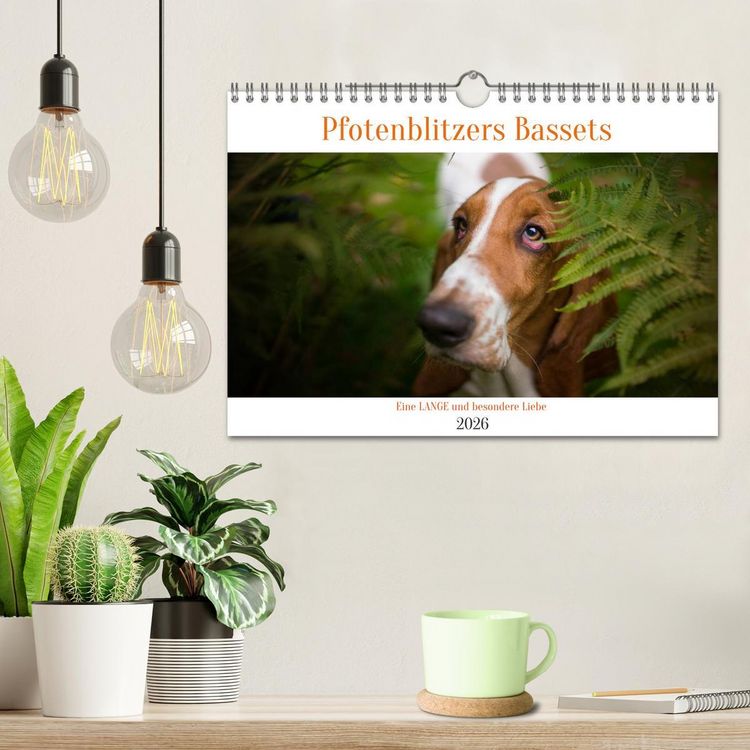 Produktbild: Der Basset, eine LANGE und besondere Liebe (Wandkalender 2026 DIN A4 quer), CALVENDO Monatskalender