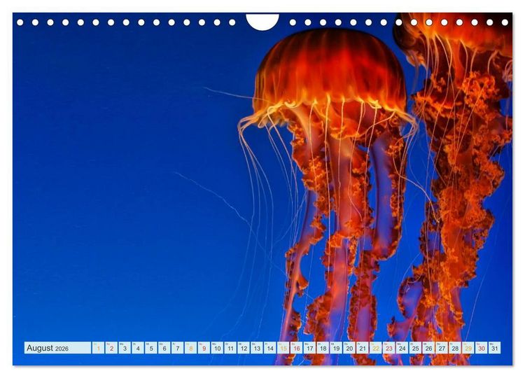Produktbild: Quallen - einzigartige Wesen (Wandkalender 2026 DIN A4 quer), CALVENDO Monatskalender
