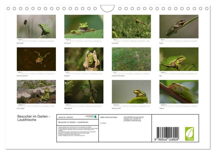 Produktbild: Besucher im Garten - Laubfr&ouml;sche (Wandkalender 2026 DIN A4 quer), CALVENDO Monatskalender