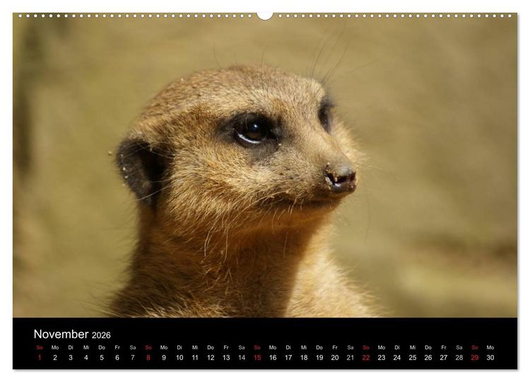 Produktbild: Erdm&auml;nnchen &ndash; Zusammen sind wir stark / CH-Version (hochwertiger Premium Wandkalender 2026 DIN A2 quer), Kunstdruck in Hochglanz