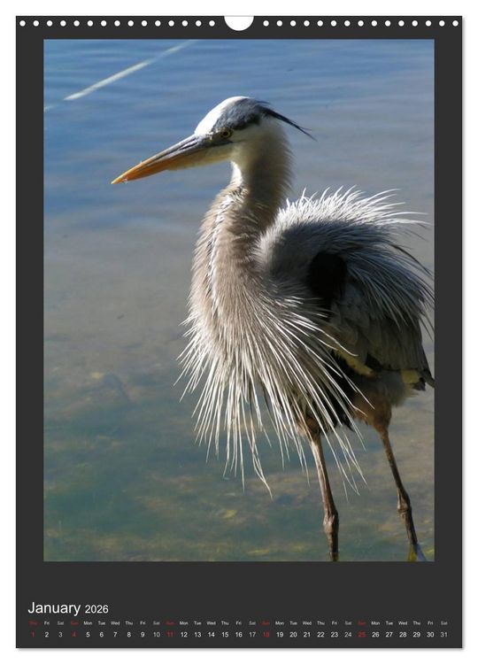 Produktbild: Herons & Egrets (Wall Calendar 2026 DIN A3 portrait), CALVENDO 12 Month Wall Calendar