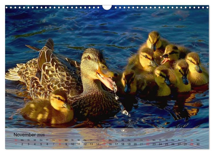 Produktbild: G&auml;nse und Enten. Schnattern, watscheln, quaken! (Wandkalender 2026 DIN A3 quer), CALVENDO Monatskalender
