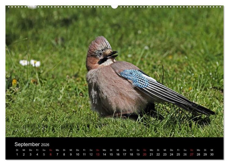 Produktbild: Eichelh&auml;her der Waldpolizist (Wandkalender 2026 DIN A2 quer), CALVENDO Monatskalender
