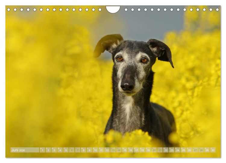 Produktbild: Zauberhafte Windhunde (Wandkalender 2026 DIN A4 quer), CALVENDO Monatskalender