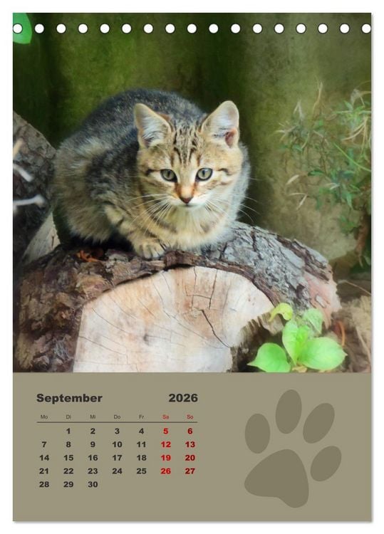 Produktbild: Wilde T&auml;tzchen, kleine wilde Katzen entdecken die Welt (Tischkalender 2026 DIN A5 hoch), CALVENDO Monatskalender