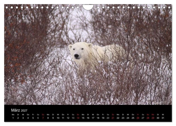 Produktbild: Arktische Tr&auml;ume - Eisb&auml;ren in Kanada (Wandkalender 2027 DIN A4 quer), CALVENDO Monatskalender
