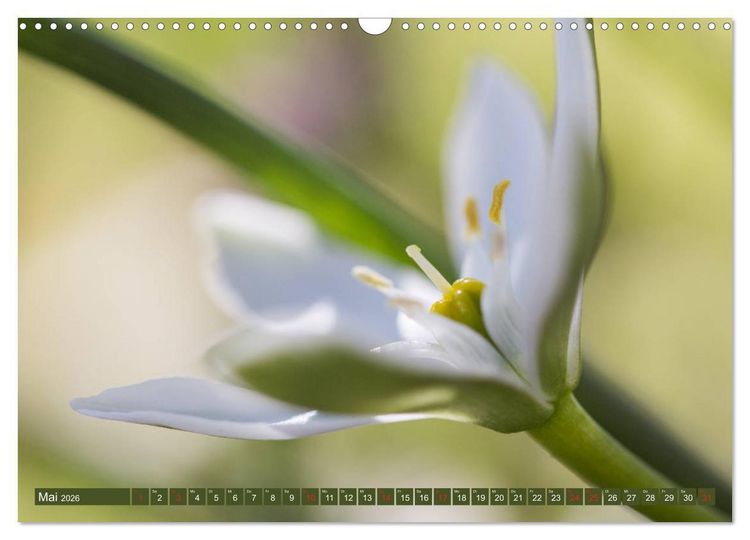 Produktbild: Die Natur hautnah (Wandkalender 2026 DIN A3 quer), CALVENDO Monatskalender