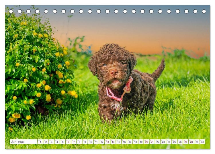 Produktbild: Lagotto Romagnolo Welpen - Sieben kleine Weltentdecker auf gro&szlig;er Fahrt (Tischkalender 2026 DIN A5 quer), CALVENDO Monatskalender