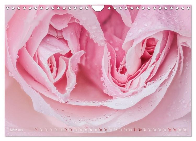 Produktbild: Rosen im Morgentau (Wandkalender 2026 DIN A4 quer), CALVENDO Monatskalender
