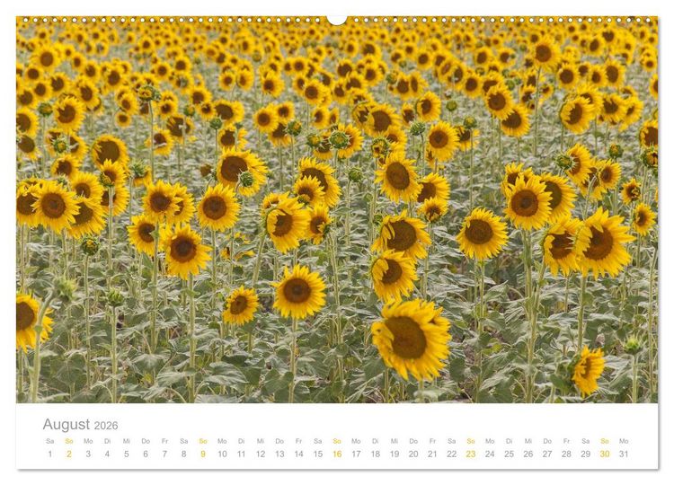Produktbild: Provence: Malerisches S&uuml;dfrankreich (Wandkalender 2026 DIN A2 quer), CALVENDO Monatskalender