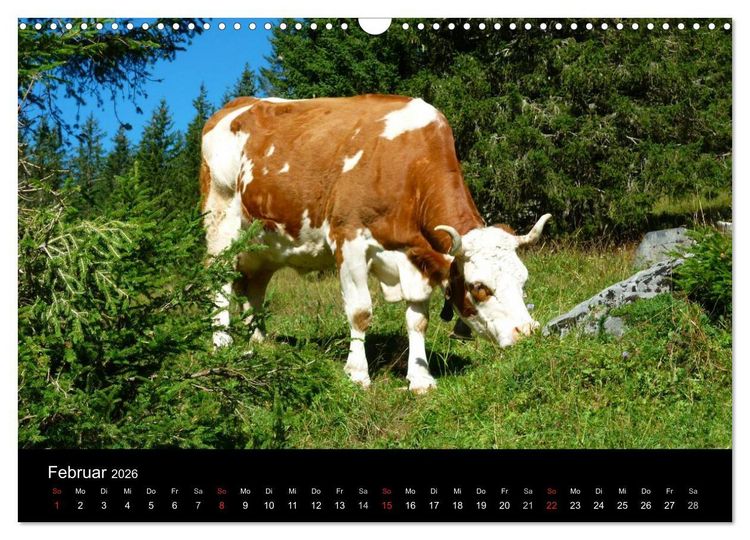 Produktbild: Die Welt der K&uuml;he (Wandkalender 2026 DIN A3 quer), CALVENDO Monatskalender