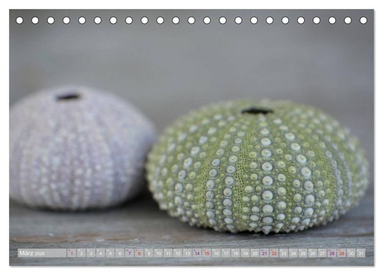 Produktbild: H&auml;user der Meere: Muscheln - Seeigel - Schnecken (Tischkalender 2026 DIN A5 quer), CALVENDO Monatskalender