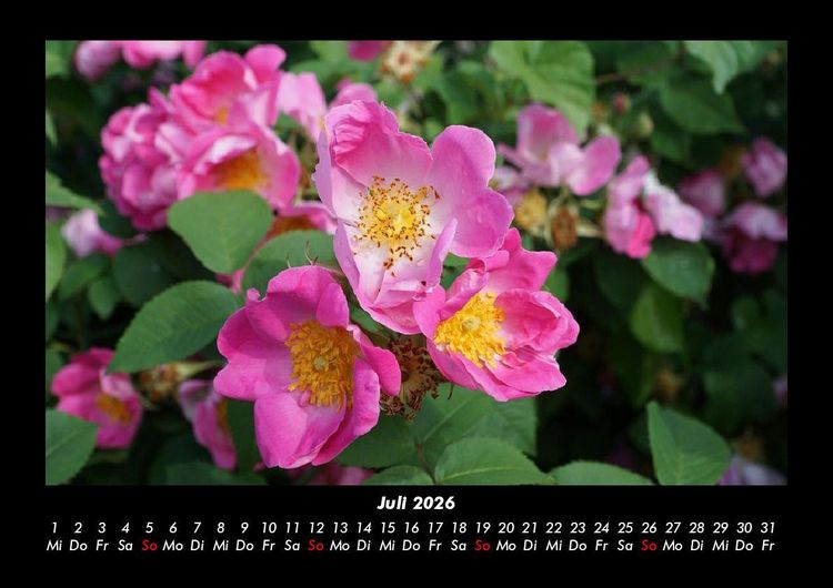 Produktbild: Rosentraum 2026 Fotokalender DIN A3
