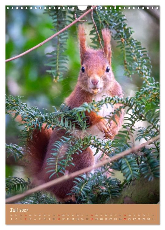 Produktbild: Unsere Eichh&ouml;rnchen - Naturmomente aus dem heimischen Garten (Wandkalender 2027 DIN A3 hoch), CALVENDO Monatskalender