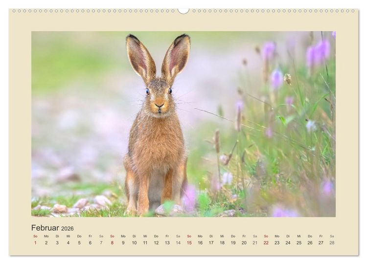 Produktbild: Tiere im Wald. Bezaubernde Begegnungen (hochwertiger Premium Wandkalender 2026 DIN A2 quer), Kunstdruck in Hochglanz
