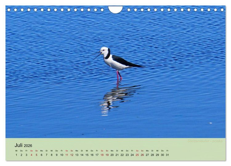 Produktbild: Neuseelands Vogelwelt (Wandkalender 2026 DIN A4 quer), CALVENDO Monatskalender