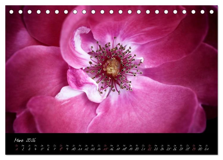 Produktbild: Floral Portraits - Blumen Impression (Tischkalender 2026 DIN A5 quer), CALVENDO Monatskalender