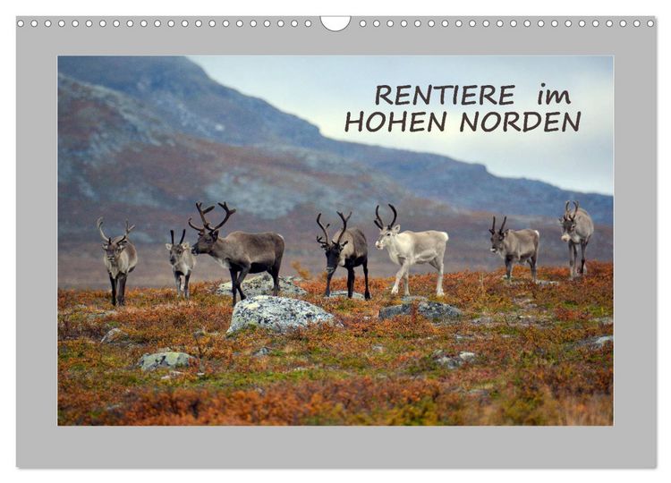 Produktbild: Rentiere im Hohen Norden (Wandkalender 2026 DIN A3 quer), CALVENDO Monatskalender