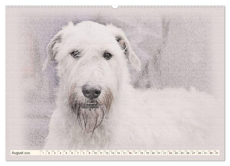Produktbild: Windhunde 2026 (hochwertiger Premium Wandkalender 2026 DIN A2 quer), Kunstdruck in Hochglanz