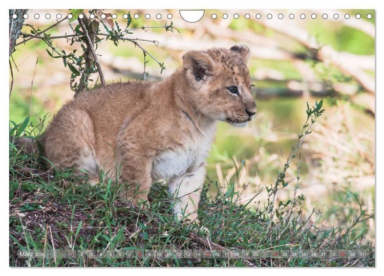 Produktbild: L&ouml;wen - Raubkatzen Afrikas (Wandkalender 2026 DIN A4 quer), CALVENDO Monatskalender