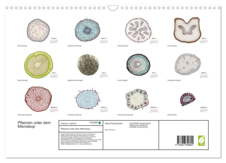 Produktbild: Pflanzen unter dem Mikroskop (Wandkalender 2026 DIN A3 quer), CALVENDO Monatskalender