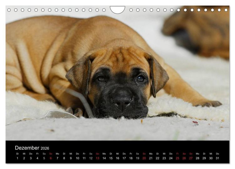 Produktbild: Deutsche Dogge 2026 (Wandkalender 2026 DIN A4 quer), CALVENDO Monatskalender