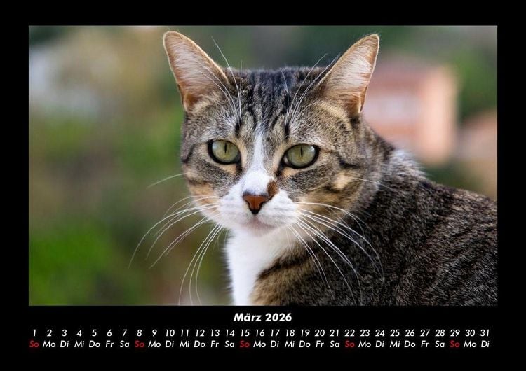 Produktbild: F&uuml;r Katzenfreunde 2026 Fotokalender DIN A3