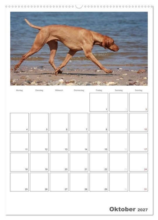 Produktbild: Magyar Vizsla (Wandkalender 2027 DIN A2 hoch), CALVENDO Monatskalender